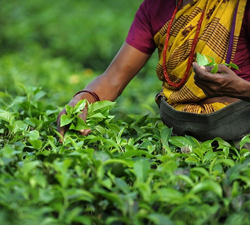 Student package for Darjeeling Sikkim